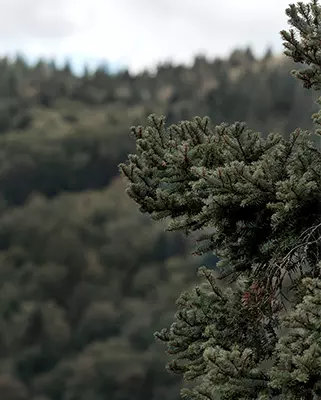 dipro-die-massivholzdiele-schwarzwald-detail