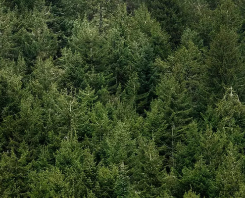 Der Schwarzwald