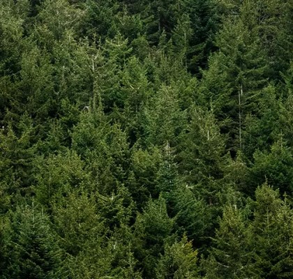 Schwarzwald Nachhaltigkeit